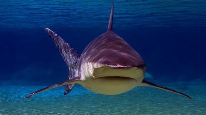 Why did they close Shark Reef at Typhoon Lagoon?